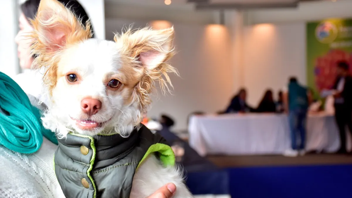 Adopción de mascotas, una oportunidad de dar y recibir amor.