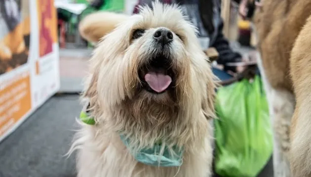 EXPOPET COLOMBIA SUPERÓ LAS EXPECTATIVAS Y REFLEJÓ TODO EL AMOR POR LAS MASCOTAS Y SUS FAMILIAS
