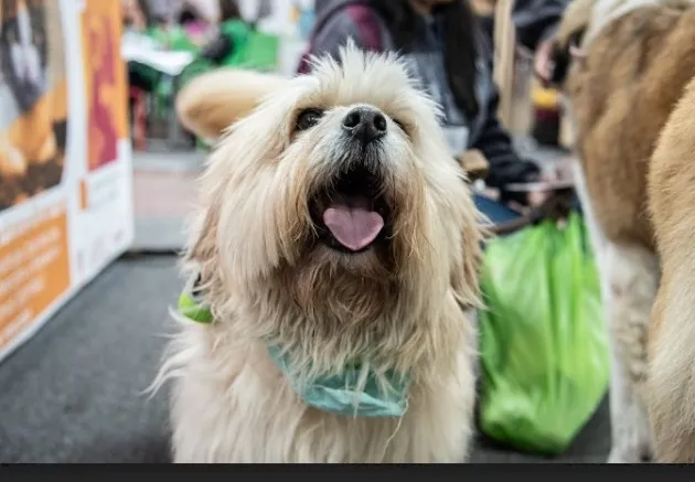 EXPOPET COLOMBIA SUPERÓ LAS EXPECTATIVAS Y REFLEJÓ TODO EL AMOR POR LAS MASCOTAS Y SUS FAMILIAS