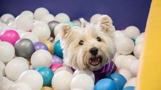 Mascotas y diversión: Expopet 2025 celebra una década de experiencias inolvidables para las familias.