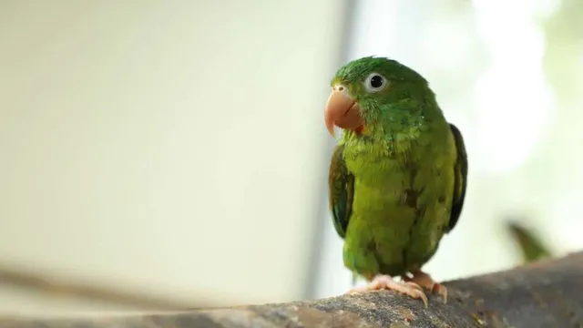 En esta Semana Santa, no consumas ni traigas animales silvestres de regreso a Bogotá