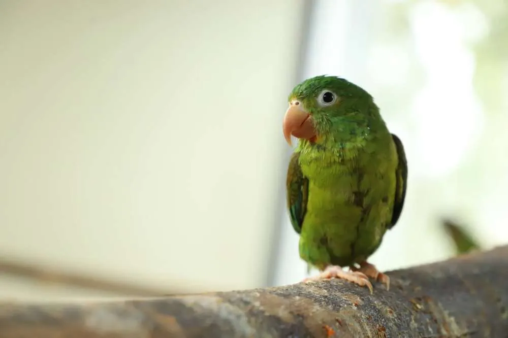 En esta Semana Santa, no consumas ni traigas animales silvestres de regreso a Bogotá