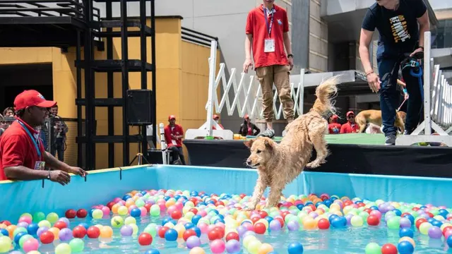 Expopet Colombia 2023, acogerá el tercer Campeonato de Canisalto.