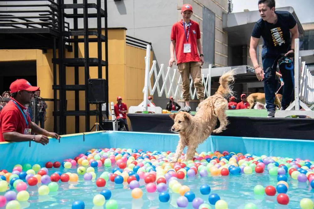 Expopet Colombia 2023, acogerá el tercer Campeonato de Canisalto.
