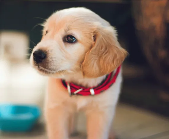 CONÓZCASE Y CONOZCA A SU MASCOTA: EXPERTOS EN EDUCACIÓN CANINA ESTARÁN PRESENTES EN EXPOPET COLOMBIA