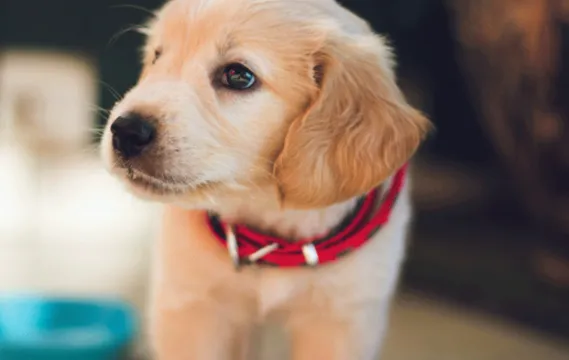 CONÓZCASE Y CONOZCA A SU MASCOTA: EXPERTOS EN EDUCACIÓN CANINA ESTARÁN PRESENTES EN EXPOPET COLOMBIA